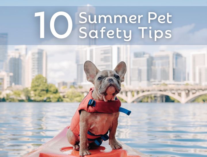 10 Summer Safety Tips for Pets