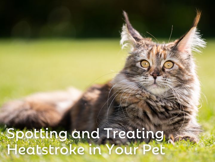 Spotting and Treating Heatstroke in Your Pet